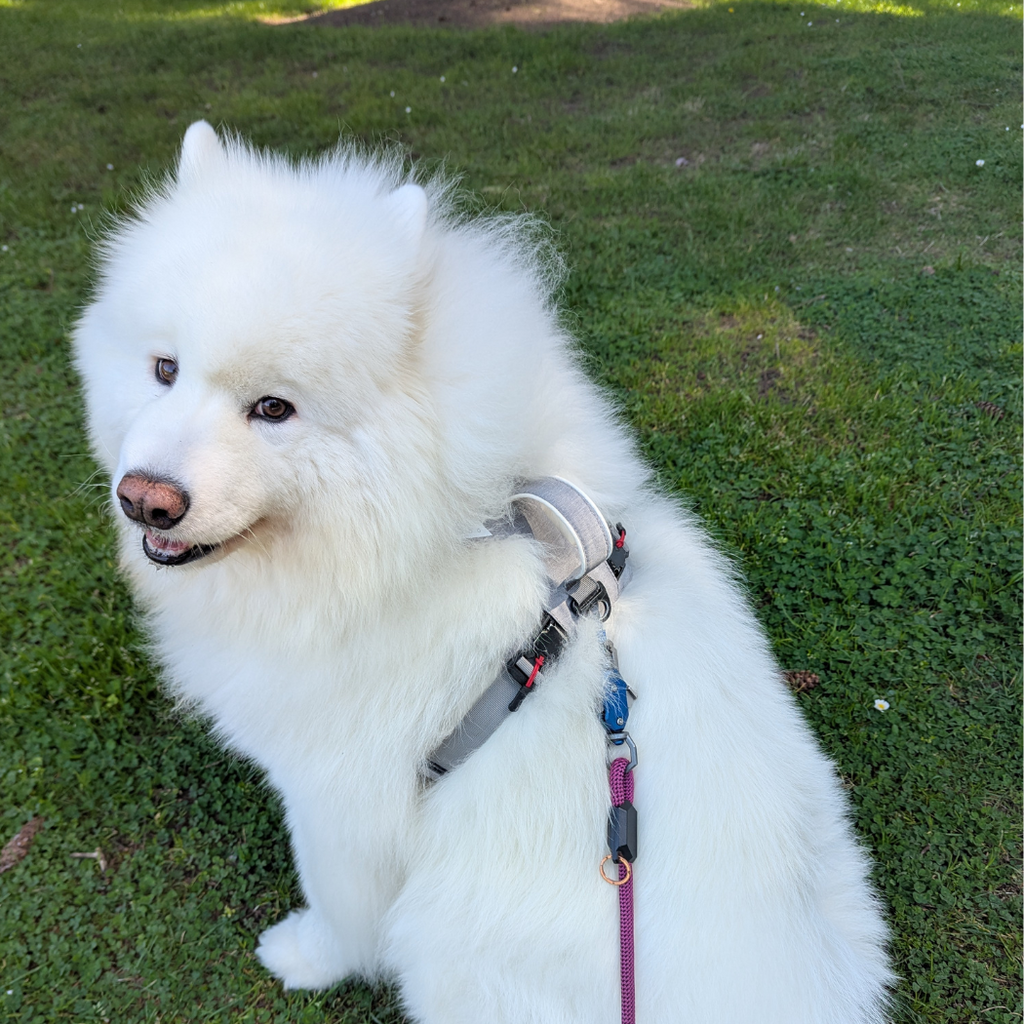 Magnetic Dog Harness - One-Hand Clip, No-Pull Design