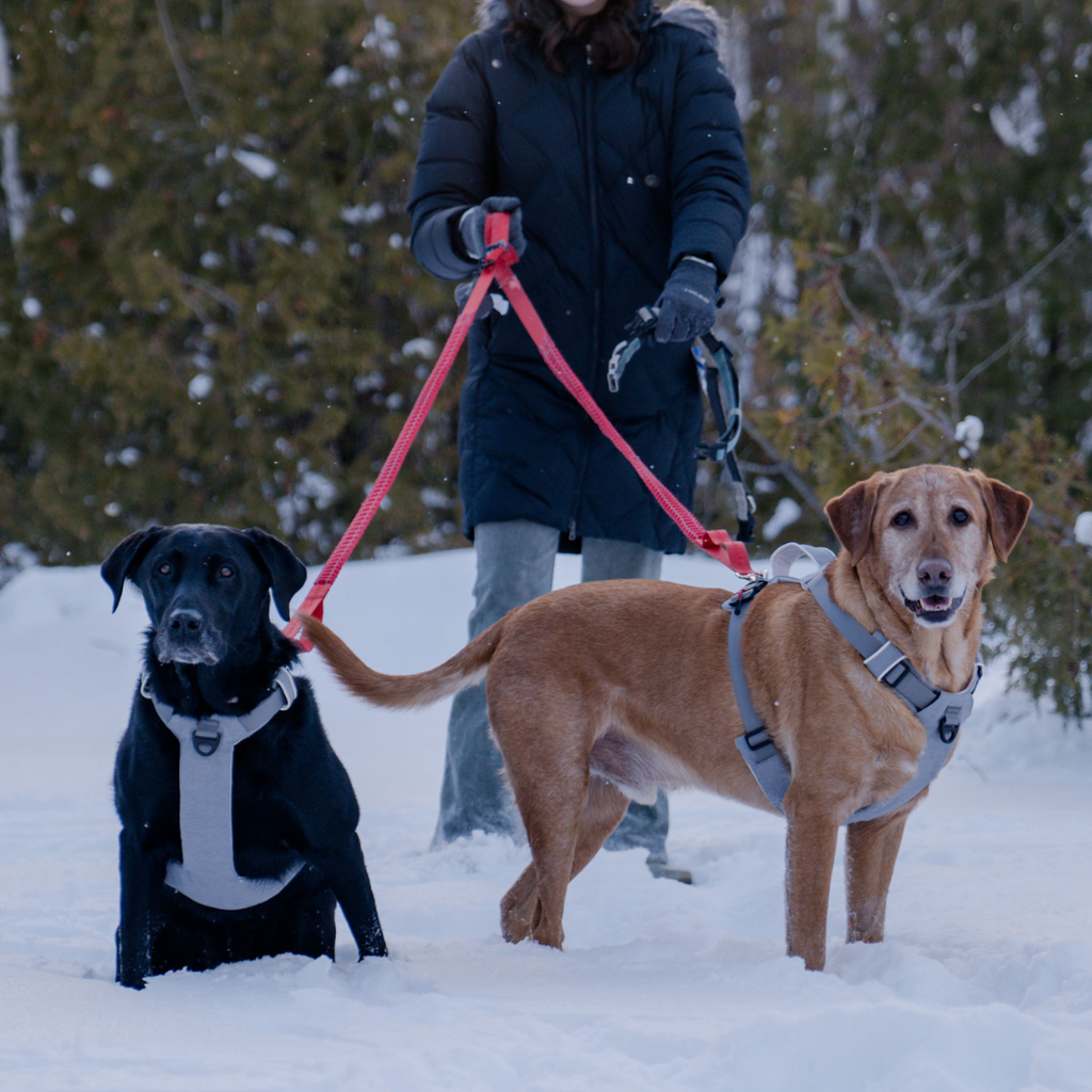Magnetic Dog Harness - One-Hand Clip, No-Pull Design